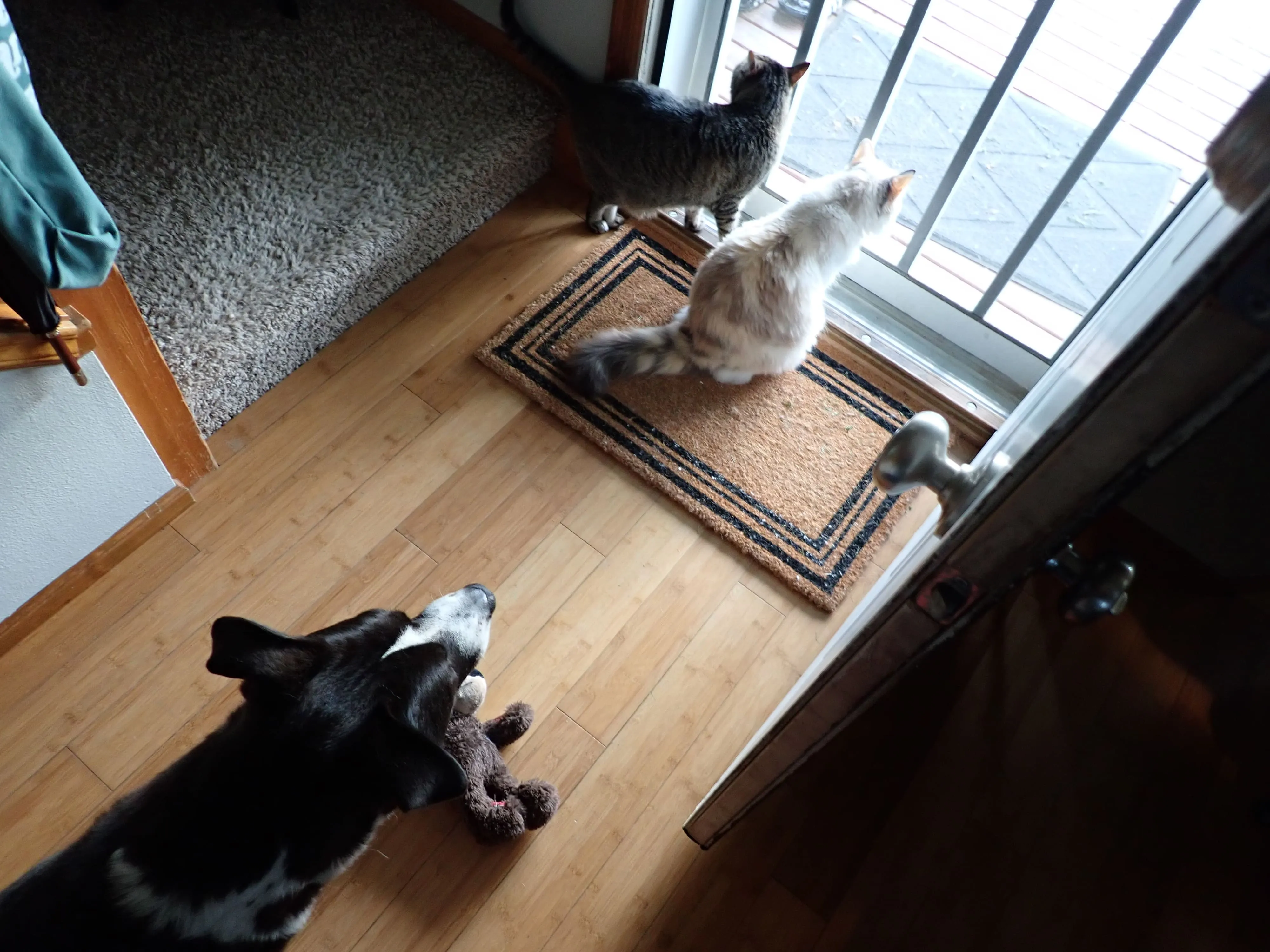 Roscoe, Toast, and Ash looking out the front door